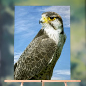 Lanner Falcon perché (Neutre)