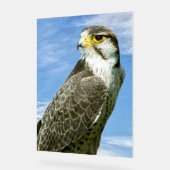 Lanner Falcon perché (Angle)