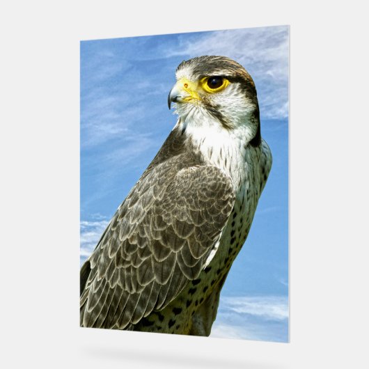 Lanner Falcon perché (Angle)