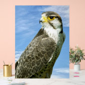 Lanner Falcon perché (Mariage)