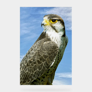Lanner Falcon perché