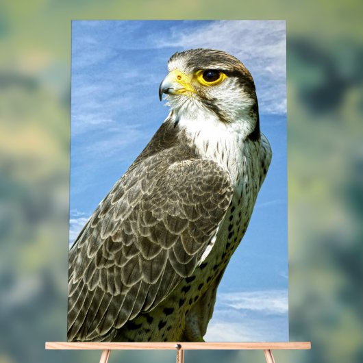 Lanner Falcon perché (Neutre)