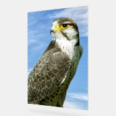 Lanner Falcon perché (Angle)