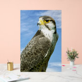 Lanner Falcon perché (Mariage)