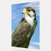 Lanner Falcon perché (Angle)