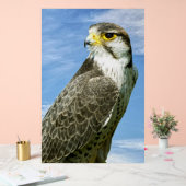 Lanner Falcon perché (Mariage)