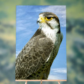 Lanner Falcon perché (Neutre)