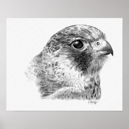 Lanner Falcon Tekening Poster (Voorkant)