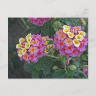 Lantana 1 briefkaart