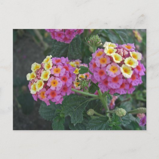 Lantana 1 briefkaart (Voorkant)