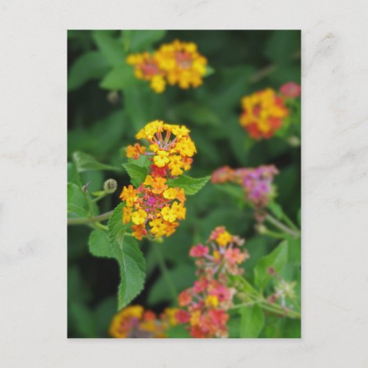 Lantana Camara Flowers Briefkaart (Voorkant)