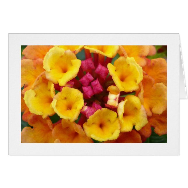 Lantana Flower II - Bordered (Voorkant Horizontaal)