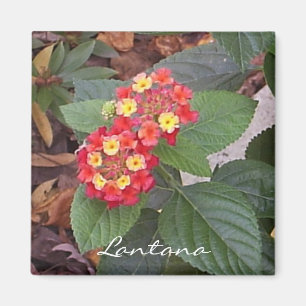 Lantana Magnet Magneet