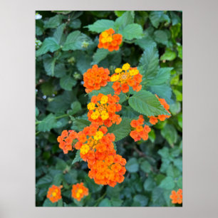 Lantana Poster