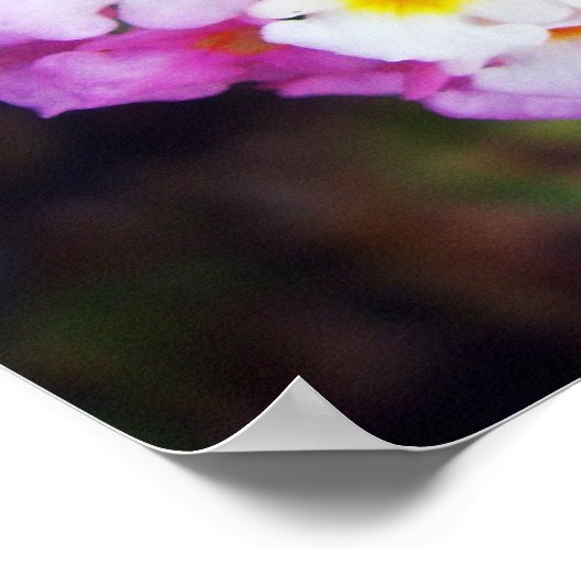 Lantana Poster (Hoek)