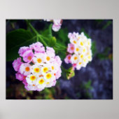 Lantana Poster (Voorkant)