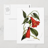 Lapageria rosea briefkaart (Voorkant / Achterkant)