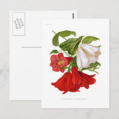 Lapageria rosea (Chileense bloem) Briefkaart (Voorkant / Achterkant)