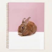 Lapin (Devant)