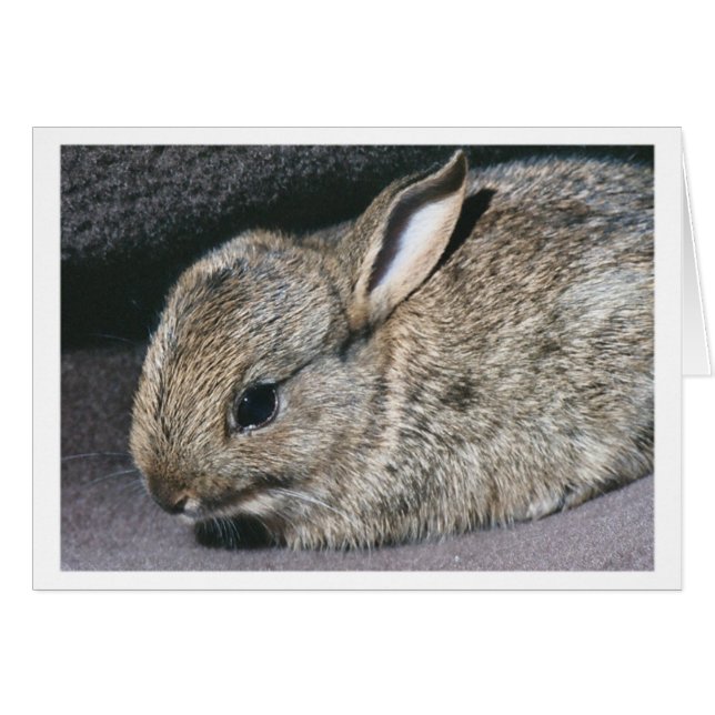 lapin (Devant horizontal)