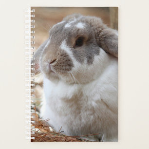 Lapin à oreilles de flop
