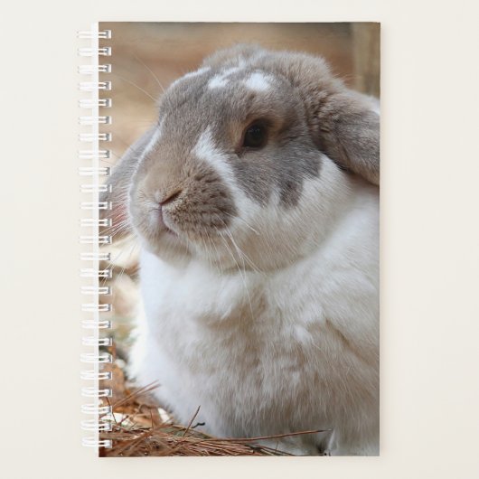 Lapin à oreilles de flop (Devant)