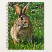 Lapin à queue blanche de l'Est (Devant)