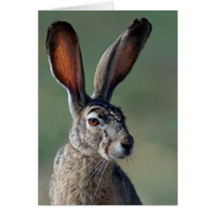 Lapin à queue noire