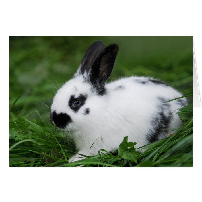 Lapin anglais de bébé mignon animaux de bébé Zazzle.be