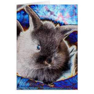 Lapin bébé en tête de lionhead