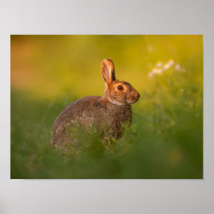 Lapin dans le poster de lumière du soir