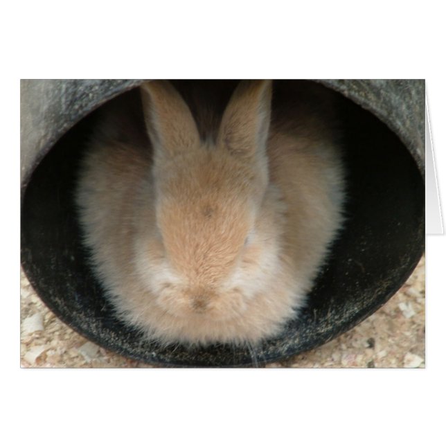 lapin dans une pipe (Devant horizontal)