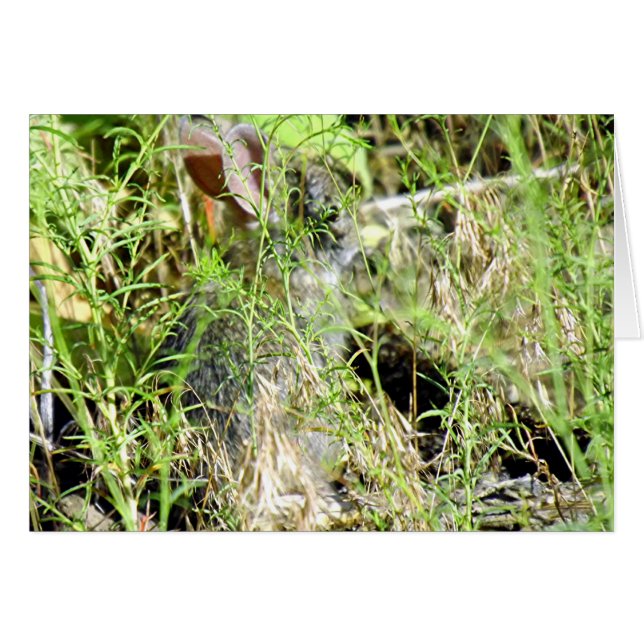 Lapin de bébé (Devant Horizontal)