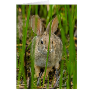 Lapin de Cottontail du désert