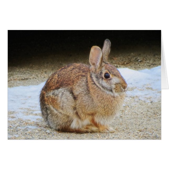 Lapin de mars (Devant horizontal)