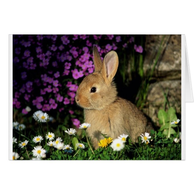 Lapin de Pâques (Devant horizontal)