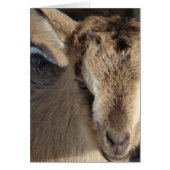 Lapin la chèvre (Devant)