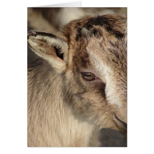 Lapin la chèvre (Devant)