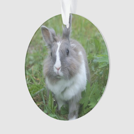 Lapin lapin (devant)