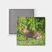 Lapin Lapin Faune Vert Nature Magnet Carré (Recto/Verso)