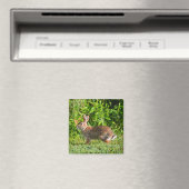 Lapin Lapin Faune Vert Nature Magnet Carré (In Situ (Lave-vaisselle))