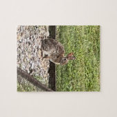 Lapin lapin sauvage assis sur le chemin puzzles (Horizontal)