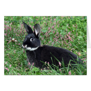 Lapin noir dans l'herbe