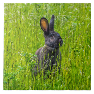 Lapin noir dans l'herbe carreaux en céramique