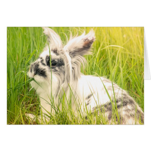 Lapin noir et blanc (Devant horizontal)