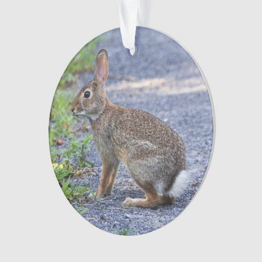 Lapin oriental (devant)