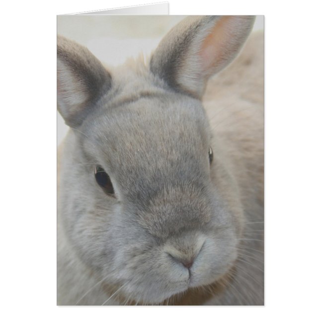 lapin photographié par Tutti (Devant)