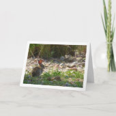 Lapin sauvage sur la carte Canyon (Devant)