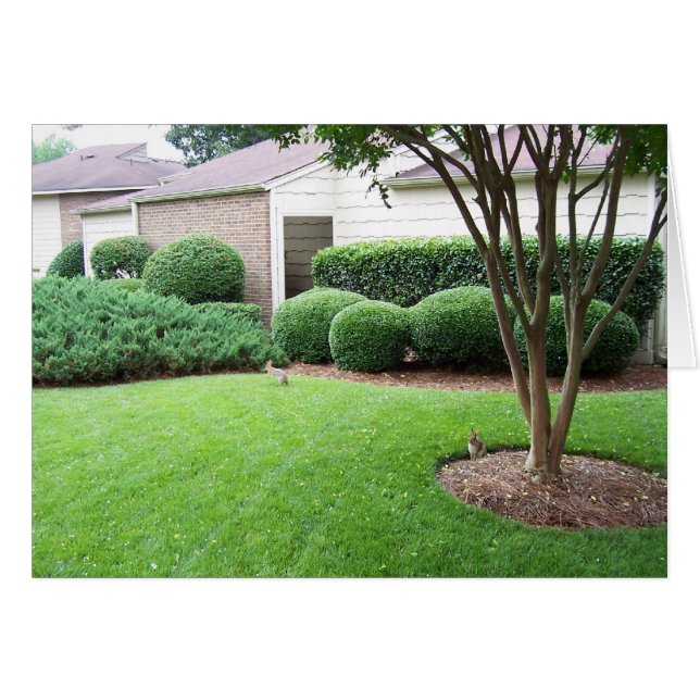 Lapins jouant sur la pelouse (Devant horizontal)