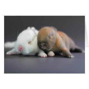 Lapins nains du Pays-Bas